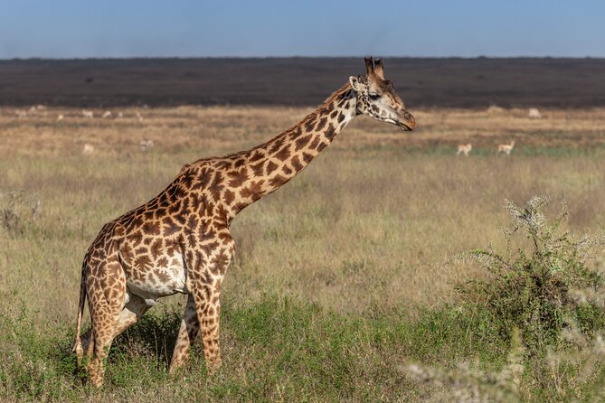 4 Days Tanzania Budget Safari - Day 2: Lake Manyara and the Rift Valley Escarpment