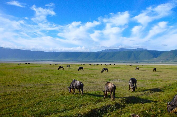 4 Days Tanzania Camping Safari - Meals, camping, and the real level of comfort