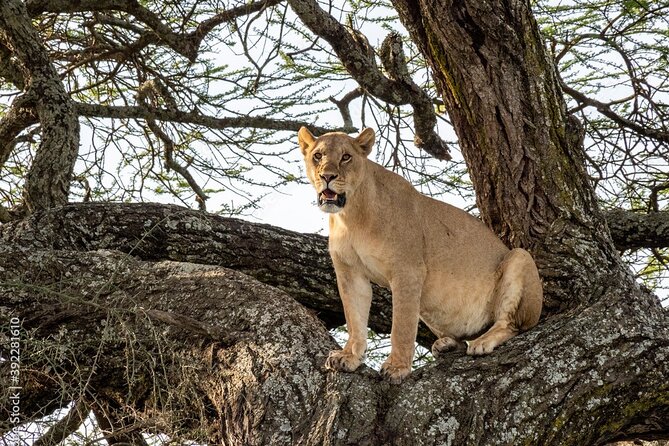 4 Days Tanzania Camping Safari - What the price covers, and what it does not