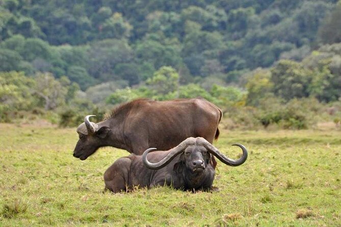 4 days Tanzania Camping Safari - The guide can shape the whole safari
