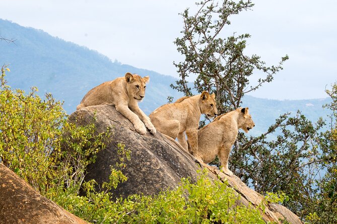 4 Days Tanzania Group Joining Safari with Mid-range Accommodation - Tarangire National Park: elephants beneath baobabs