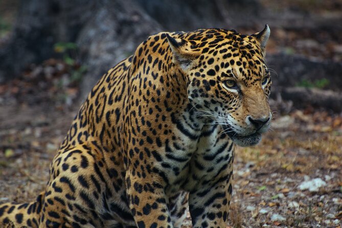 4 Days Tanzania Group Joining Safari with Mid-range Accommodation - Ngorongoro Crater and the final wildlife drive