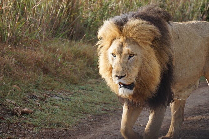 4 Days Tanzania Group Joining Safari with Mid-range Accommodation - Timing, pickup, and practical comfort