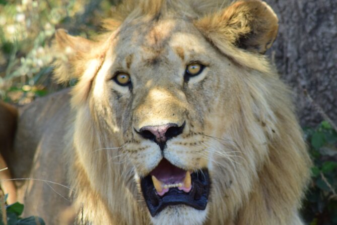 4 Days Tanzania Group Joining Safari with Mid-range Accommodation - Mto wa Mbu to the Serengeti on day two