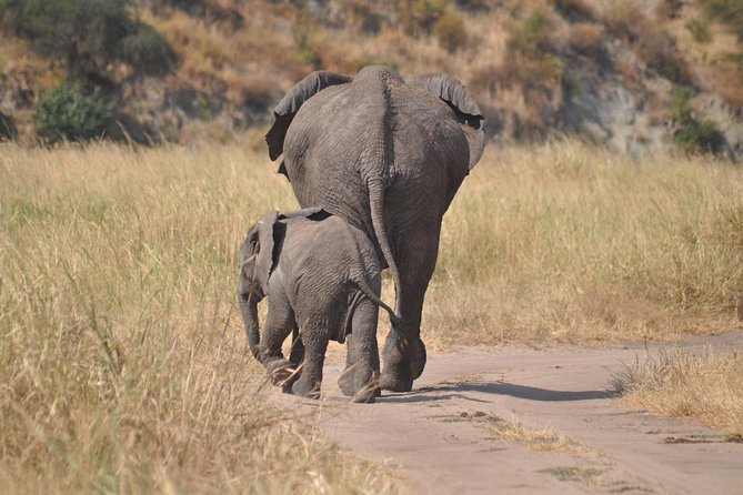 4 days Tanzania group safari to Serengeti, Crater and Tarangire - Key points to know before booking