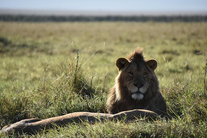 4 days Tanzania group safari to Serengeti, Crater and Tarangire - What the four-day route is really like