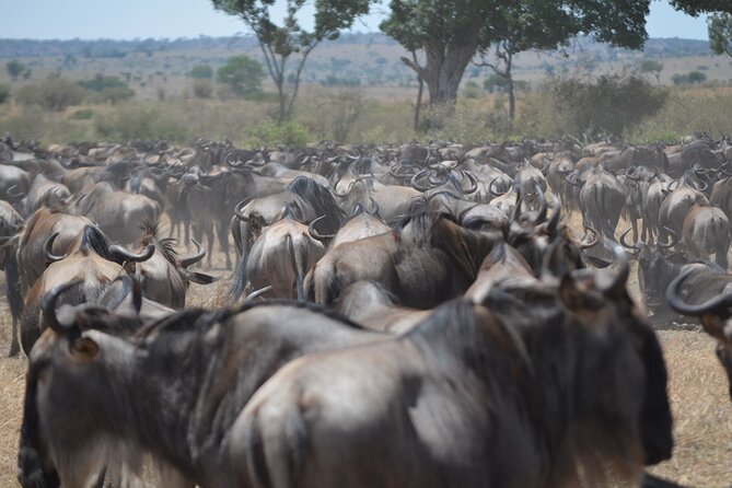 4 Days Tanzania Lodge Safari With Two Nights at Serengeti - A fast safari route with three very different parks