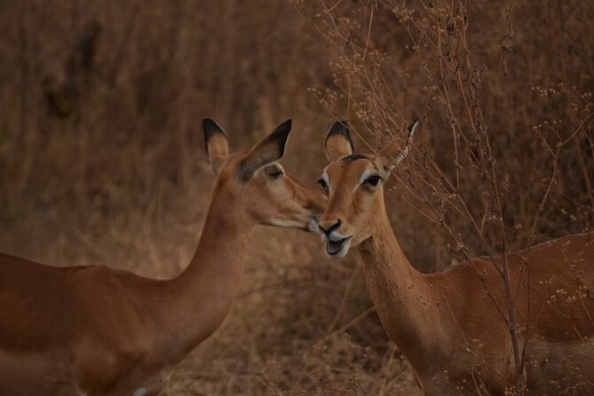 4 Days Tanzania Lodge Safari With Two Nights at Serengeti - Day 3: Sunrise, lunch, and a full day in Serengeti