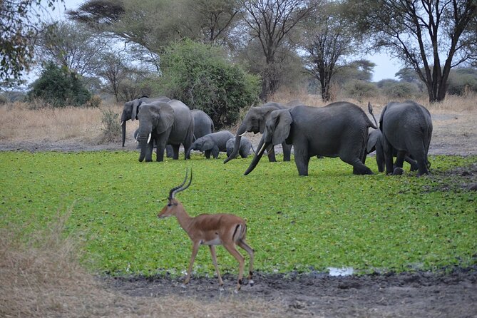 4 Days Tanzania Lodge Safari With Two Nights at Serengeti - Day 4: Into Ngorongoro Crater