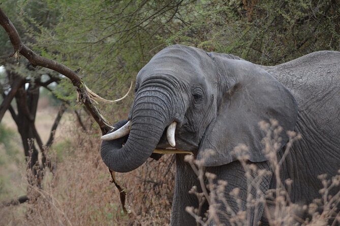 4 Days Tanzania Lodge Safari With Two Nights at Serengeti - What the $2,180 price includes