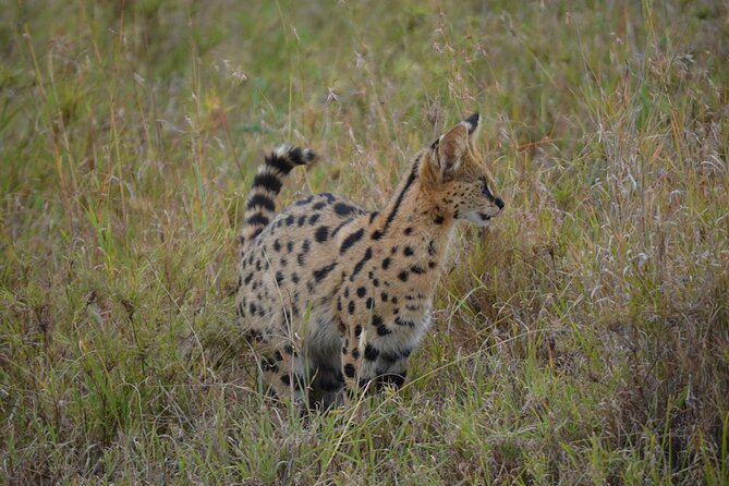 4 Days Tanzania Lodge Safari With Two Nights at Serengeti - The guide can shape the quality of the safari