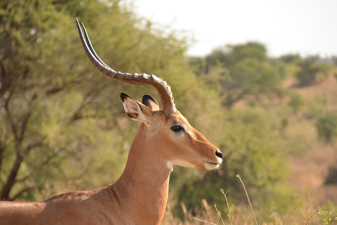 4 Days Tanzania Lodge Safari With Two Nights at Serengeti - Who will like this four-day plan?