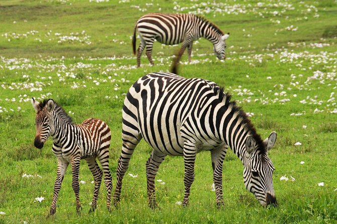 4 Days Tanzania Luxury Safari Serengeti and Ngorongoro Crater - Day 1: the long road from Arusha to Serengeti