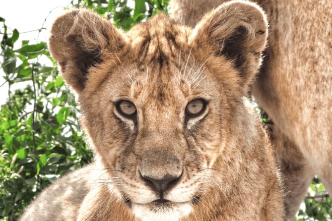 4 Days Tanzania National Parks Private Safari from Zanzibar - From Zanzibar beaches to Arusha and Tarangire