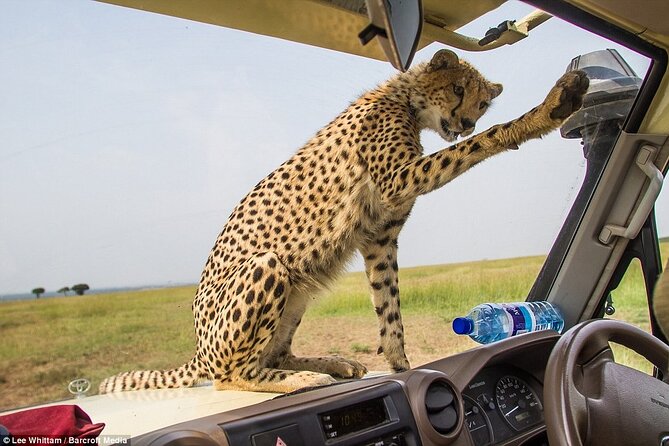 4 Days Tanzania National Parks Private Safari from Zanzibar - Ngorongoro Crater and the final game drive