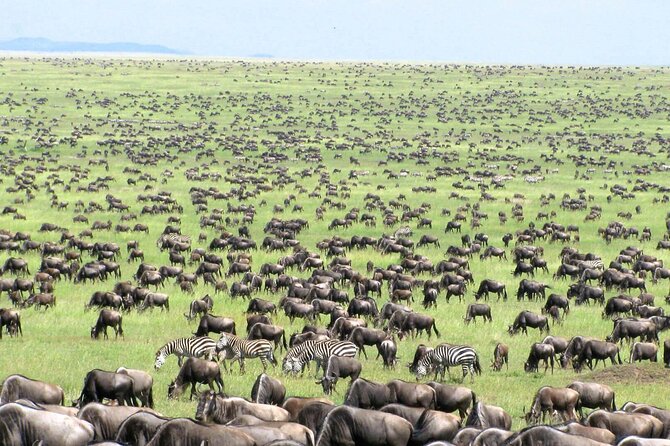 4 Days Tanzania National Parks Private Safari from Zanzibar - What the private format changes
