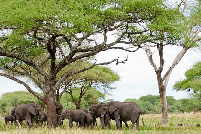 4 Days Tanzania National Parks Private Safari from Zanzibar - Practical questions to ask before departure