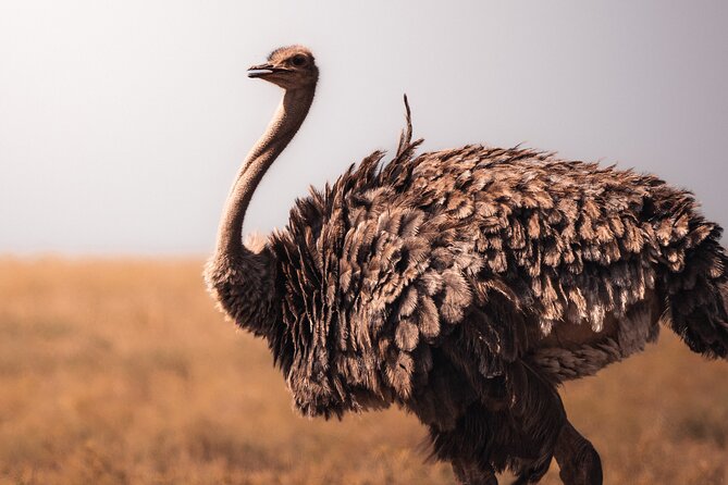 4 Days Tanzania Private Lodge Safari - Food, water, and accommodation