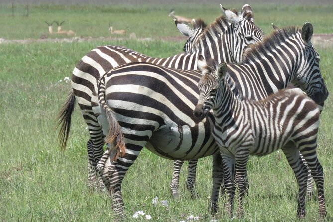 4 Days Tanzania Private Safari | Serengeti , Ngorongoro & Tarangire Safari - Day One: Elephants and Baobabs in Tarangire