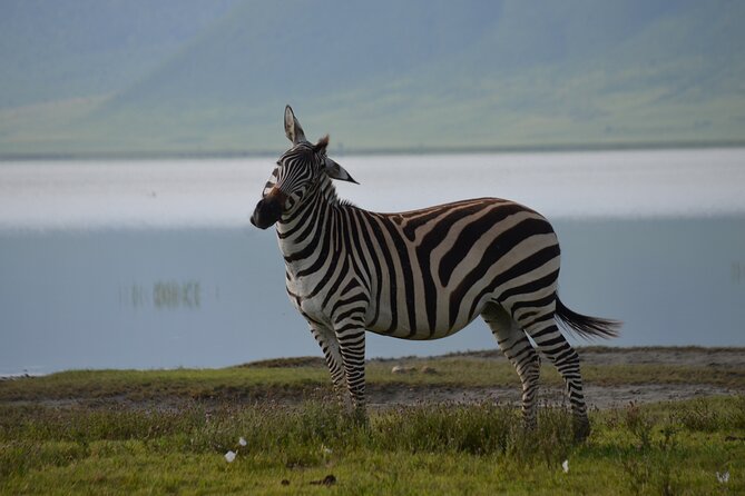 4 Days Tanzania Private safari to Serengeti ,ngorongoro crater and Tarangire - Three famous parks in four days