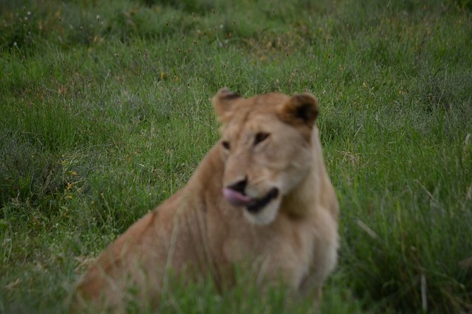 4 Days Tanzania Private safari to Serengeti ,ngorongoro crater and Tarangire - Day 3: Sunrise game viewing in the Serengeti