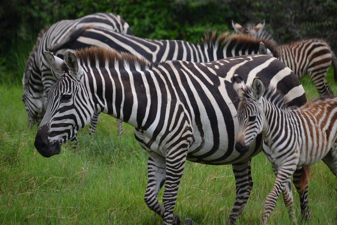 4 Days Tanzania Private safari to Serengeti ,ngorongoro crater and Tarangire - Day 4: Descending into Ngorongoro Crater