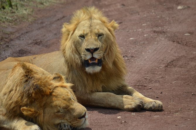 4 Days Tanzania Private safari to Serengeti ,ngorongoro crater and Tarangire - Accommodation and camping expectations