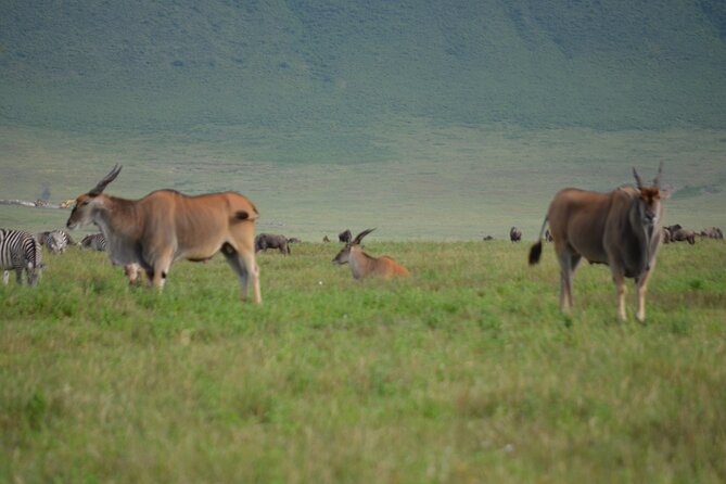4 Days Tanzania Private safari to Serengeti ,ngorongoro crater and Tarangire - Is $3,200 good value for two?