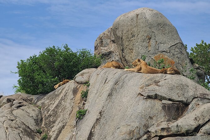 4 Days Tanzania Safari - Three famous parks in four demanding days