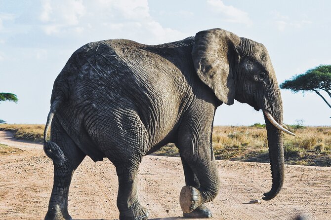 4 Days Tanzania Safari - Day 3: A final Serengeti drive before Ngorongoro