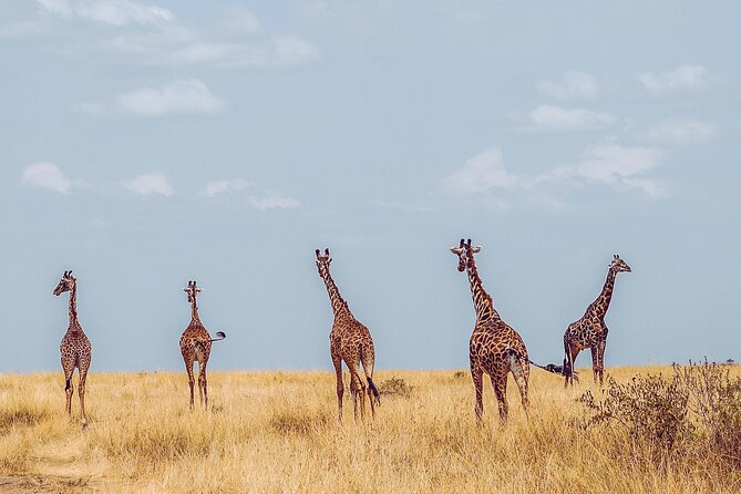 4 Days Tanzania Safari - Day 4: Five hours on the Ngorongoro Crater floor