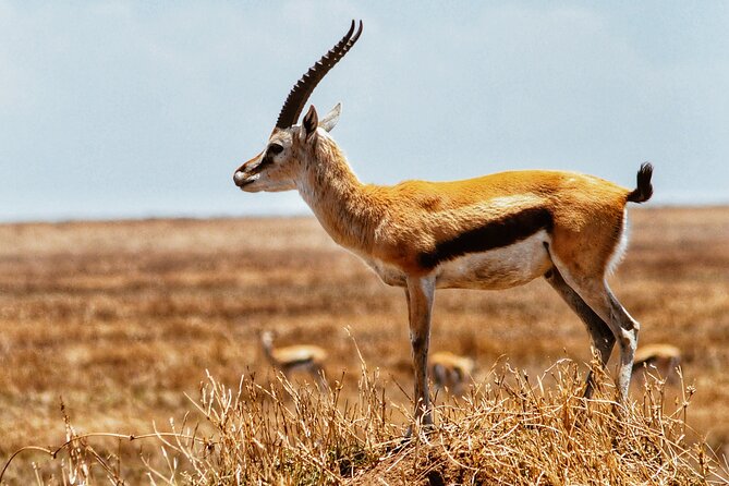 4 Days Tanzania Safari - Who should book this safari?