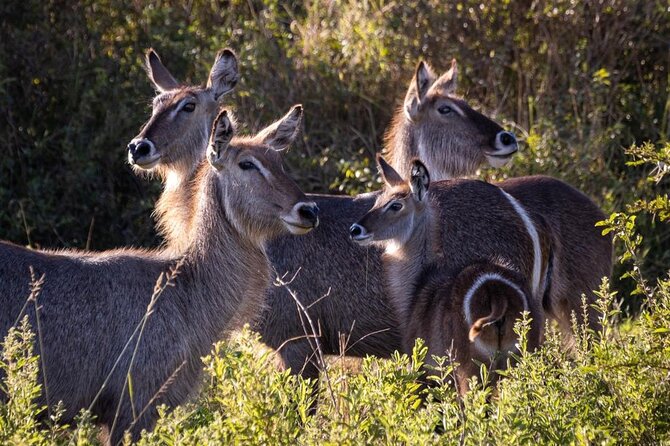 4 Days Tanzania Safari Experience - What four days really means here