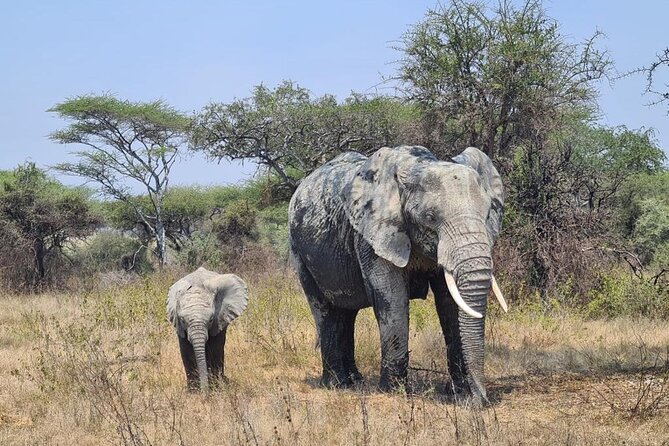 4 Days Tanzania Safari Experience - Day 3: Early animals in Seronera, then toward Ngorongoro
