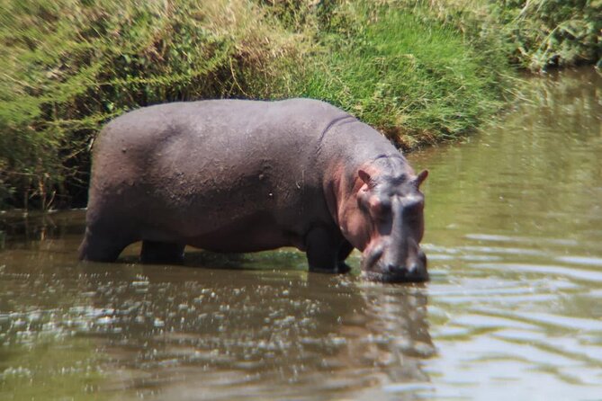 4 Days Tanzania Safari Experience - Meals, water, and extra costs