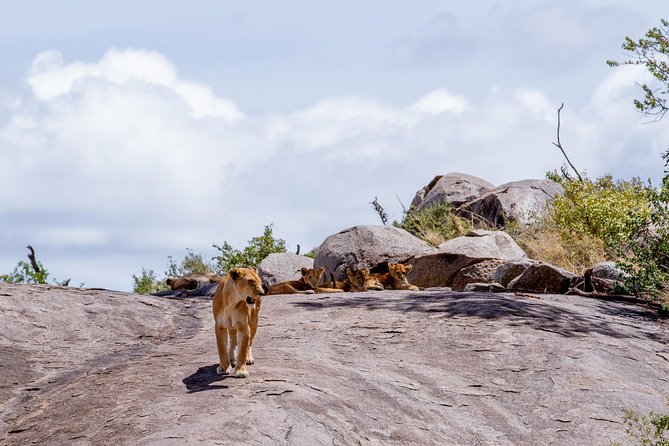 4 Days Tarangire , Ngorongoro ,Manyara and lake Eyasi village - Day one: Tarangire and its elephant country