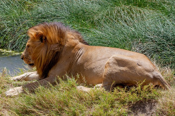 4 Days Tarangire , Ngorongoro ,Manyara and lake Eyasi village - Day three: Ngorongoro Crater’s concentrated wildlife