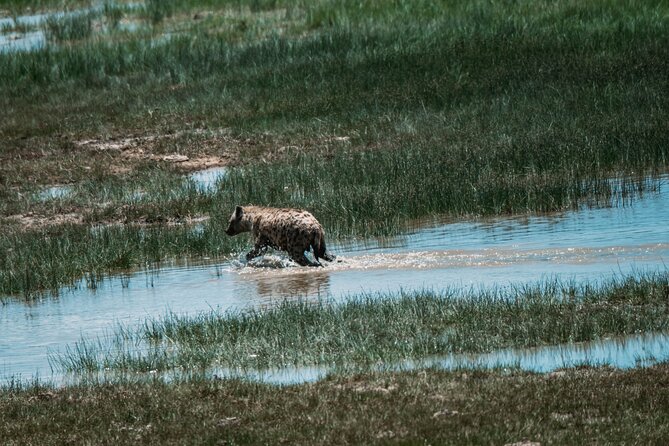 4 Days Tarangire, Serengeti and Ngorongoro Crater Camping Safari - Three parks, three very different safari moods
