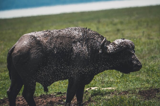 4 Days Tarangire, Serengeti and Ngorongoro Crater Camping Safari - What the $1,100 price really covers