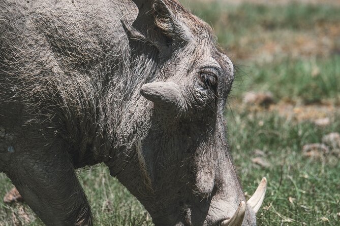 4 Days Tarangire, Serengeti and Ngorongoro Crater Camping Safari - Day 1: Tarangire’s elephants and baobab country