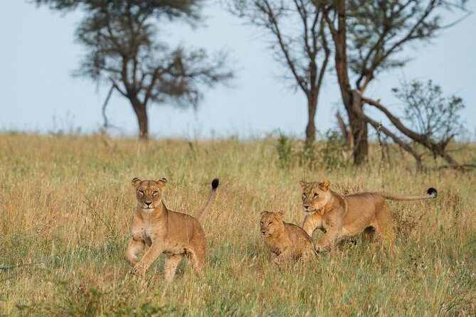 4 Days Tarangire, Serengeti and Ngorongoro Mid-Range Group Safari - Key points to know before booking