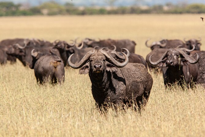 4 Days Tarangire, Serengeti and Ngorongoro Mid-Range Group Safari - The route at a glance: Arusha to three famous parks