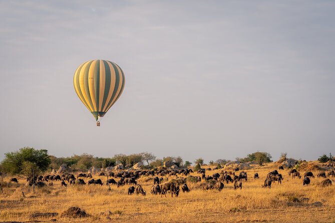 4 Days Tarangire, Serengeti and Ngorongoro Mid-Range Group Safari - Day 3: Early Serengeti wildlife, then toward Ngorongoro