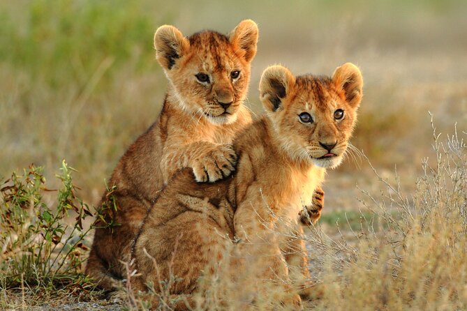 4 Days Tarangire, Serengeti and Ngorongoro Mid-Range Group Safari - Mid-range comfort, meals, and the camping question