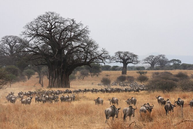 4 Days Tarangire, Serengeti and Ngorongoro Mid-Range Group Safari - Group size, timing, and practical comfort