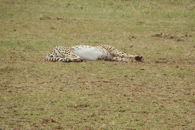 4 days Tarangire, Serengeti & Ngorongoro - Day 3: From Seronera to the Ngorongoro rim