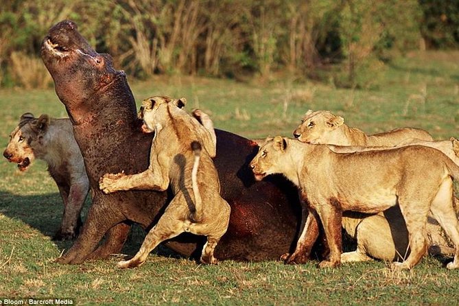 4 Days Tarangire Serengeti Ngorongoro Crater - Ngorongoro Crater and the 650-meter descent