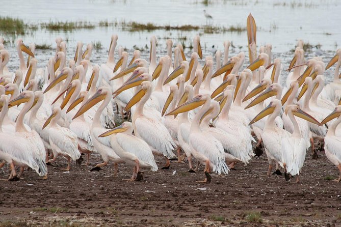 4 Days Tarangire Serengeti Ngorongoro Crater - Camping, food, and the small-group setup