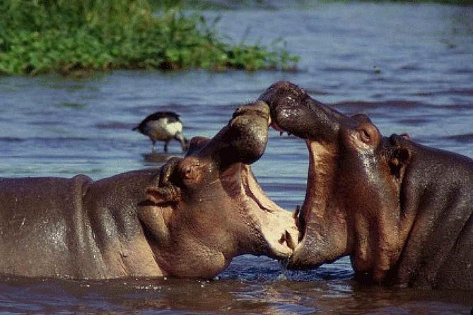 4 Days Tarangire Serengeti Ngorongoro Crater - What the $900 price really covers