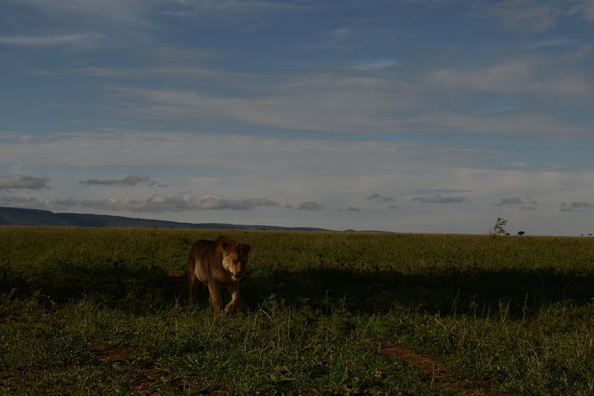 4 Days Tarangire ,Serengeti &Ngorongoro crater group Tour - Day two: The long road toward the Serengeti